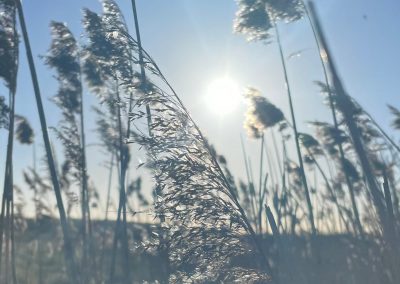 A snapshot of the gorgeous fields in Wivenhoe