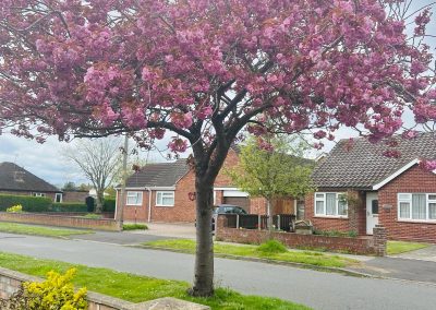 Outside the retreat venue in Wivenhoe - lovely cherry blossom tree - a sight to behold when it blossoms